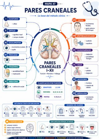 Mapa mental: Pares Craneales